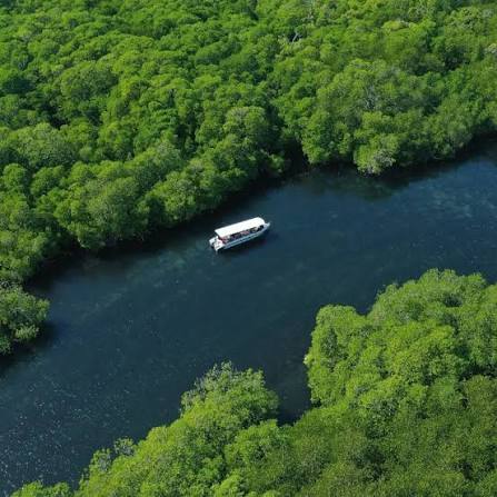 Mangrove Fishing Adventure